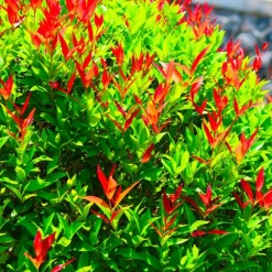 PÉPINIÈRES NAUDET - 20 photinias (photinia fraseri 'red robin') - haie de photinia