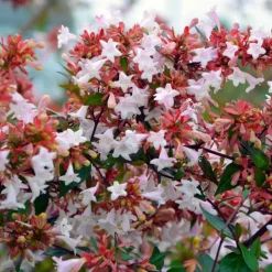PÉPINIÈRES NAUDET - Abélia x grandiflora (abelia x grandiflora)