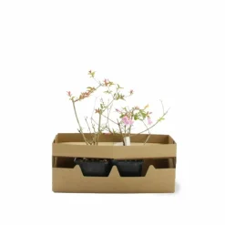 PÉPINIÈRES NAUDET - Abélia x grandiflora 'edward goucher' (abelia x grandiflora 'edward goucher')