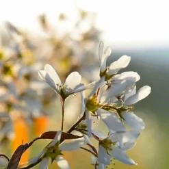 PÉPINIÈRES NAUDET - Amélanchier à feuilles ovales (amelanchier ovalis)