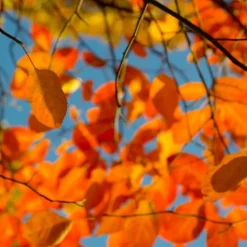 PÉPINIÈRES NAUDET - Amélanchier à feuilles ovales (amelanchier ovalis)