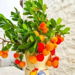 PÉPINIÈRES NAUDET - Arbousier ou arbre aux fraises (arbutus unedo)