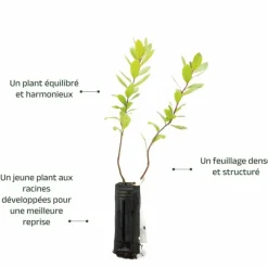 PÉPINIÈRES NAUDET - Arbousier ou arbre aux fraises (arbutus unedo)