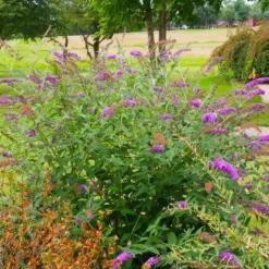 PÉPINIÈRES NAUDET - Arbre aux papillons 'nanho purple' (buddleja davidii 'nanho purple')