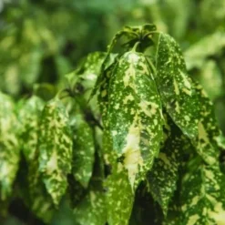 PÉPINIÈRES NAUDET - Aucuba à feuilles de croton (aucuba japonica 'crotonifolia')