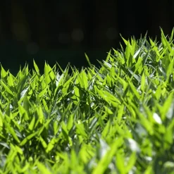 PÉPINIÈRES NAUDET - Bambou nain 'pumilus' (pleioblastus argenteostriatus 'pumilus')