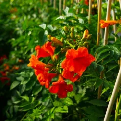 PÉPINIÈRES NAUDET - Bignone 'madame galen' (campsis 'madame galen')