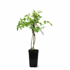 PÉPINIÈRES NAUDET - Bignone 'madame galen' (campsis 'madame galen')