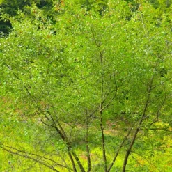 PÉPINIÈRES NAUDET - Bourdaine (frangula alnus)