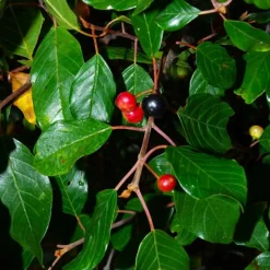 PÉPINIÈRES NAUDET - Bourdaine (frangula alnus)