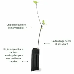 PÉPINIÈRES NAUDET - Bourdaine (frangula alnus)