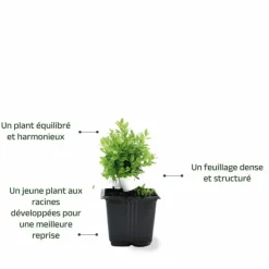 PÉPINIÈRES NAUDET - Buis à bordure nain 'suffruticosa nana' (buxus sempervirens 'suffruticosa nana')
