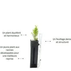 PÉPINIÈRES NAUDET - Buis commun (buxus sempervirens)