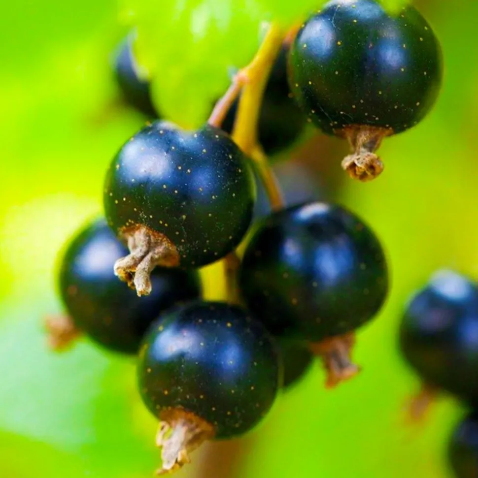 PÉPINIÈRES NAUDET - Cassissier 'andega' (ribes nigrum 'andega')