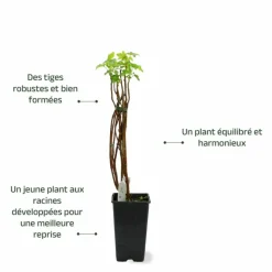 PÉPINIÈRES NAUDET - Cassissier 'andega' (ribes nigrum 'andega')