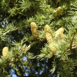PÉPINIÈRES NAUDET - Cèdre vert de l'atlas (cedrus atlantica) - godet - taille 13/25cm