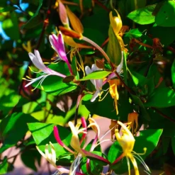 PÉPINIÈRES NAUDET - Chèvrefeuille du japon 'chinensis' (lonicera japonica 'chinensis')