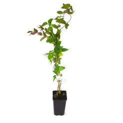 PÉPINIÈRES NAUDET - Chèvrefeuille du japon 'chinensis' (lonicera japonica 'chinensis')