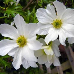 PÉPINIÈRES NAUDET - Clématite 'early sensation'