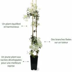 PÉPINIÈRES NAUDET - Clématite 'early sensation'