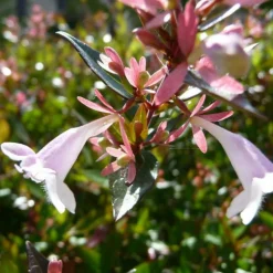 PÉPINIÈRES NAUDET - Collection 5 arbustes fleuris