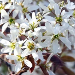 PÉPINIÈRES NAUDET - Collection 5 arbustes fleuris