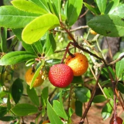 PÉPINIÈRES NAUDET - Collection 5 arbustes fleuris