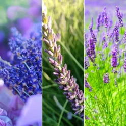 PÉPINIÈRES NAUDET - Collection de 9 lavandes