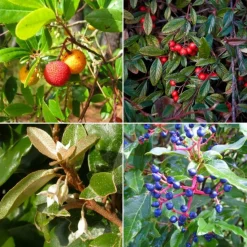 PÉPINIÈRES NAUDET - Collection 4 arbustes à fruits pour oiseaux