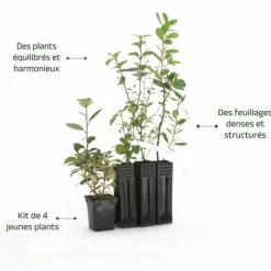 PÉPINIÈRES NAUDET - Collection 4 arbustes à fruits pour oiseaux