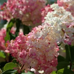 PÉPINIÈRES NAUDET - Collection 3 hortensias (hydrangea paniculata)