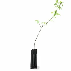 PÉPINIÈRES NAUDET - Cornouiller sanguin (cornus sanguinea)