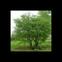 PÉPINIÈRES NAUDET - Cornouiller sanguin (cornus sanguinea)
