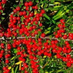 PÉPINIÈRES NAUDET - Cotoneaster de dammer 'skogholm' (cotoneaster dammeri 'skogholm')