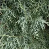 PÉPINIÈRES NAUDET - Cyprès de l'arizona (cupressus arizonica) - godet - taille 20/40cm