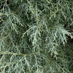 PÉPINIÈRES NAUDET - Cyprès de l'arizona (cupressus arizonica) - godet - taille 20/40cm
