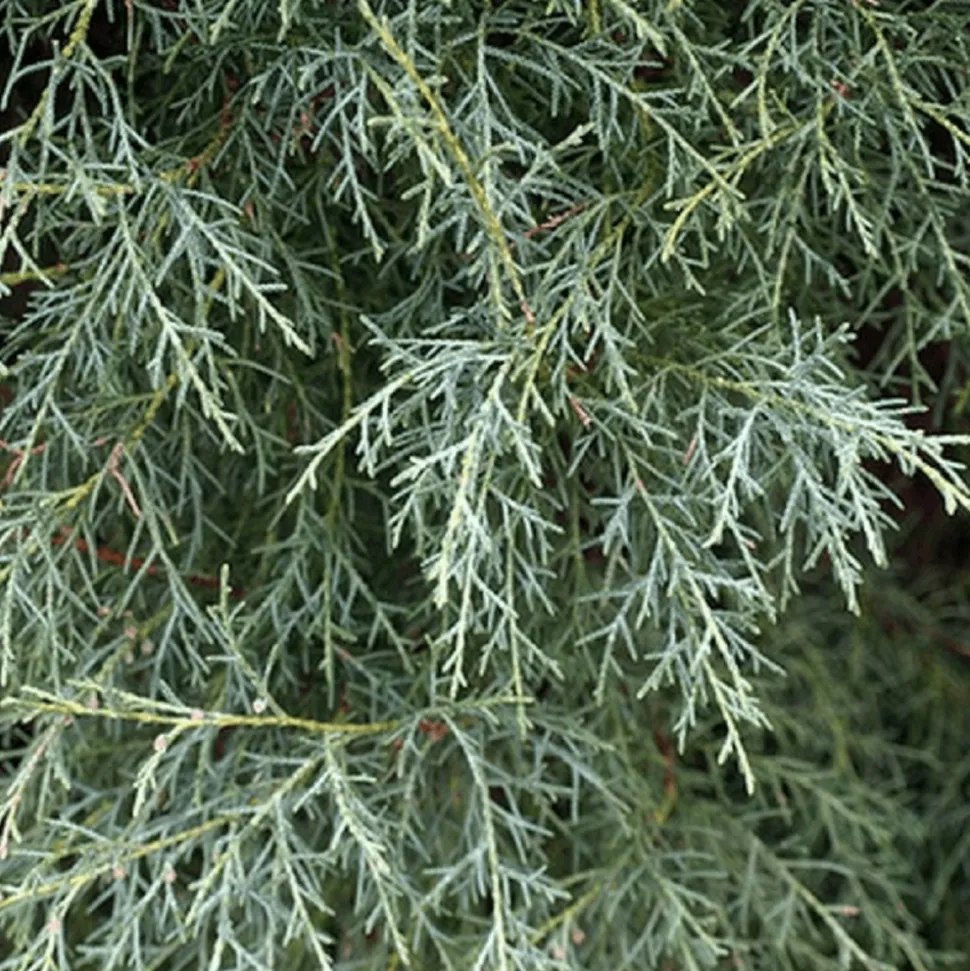 PÉPINIÈRES NAUDET - Cyprès de l'arizona (cupressus arizonica) - godet - taille 20/40cm