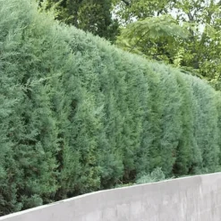 PÉPINIÈRES NAUDET - Cyprès de l'arizona (cupressus arizonica) - godet - taille 20/40cm