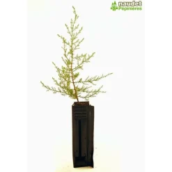 PÉPINIÈRES NAUDET - Cyprès de l'arizona (cupressus arizonica) - godet - taille 20/40cm