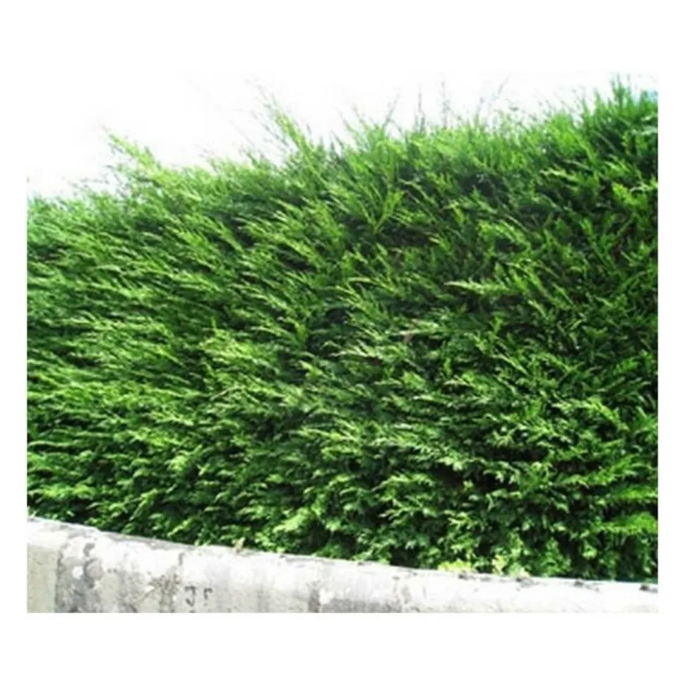 PÉPINIÈRES NAUDET - Cyprès de leyland (cupressocyparis leylandii) - godet - taille 20/40cm