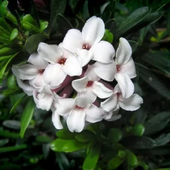 PÉPINIÈRES NAUDET - Daphné hybride 'eternal fragrance' ® (daphne x transatlantica 'eternal fragrance' ®)