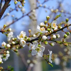 PÉPINIÈRES NAUDET - Epine noire ou prunellier (prunus spinosa)