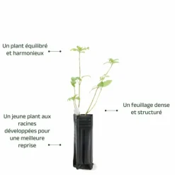 PÉPINIÈRES NAUDET - Epine noire ou prunellier (prunus spinosa)