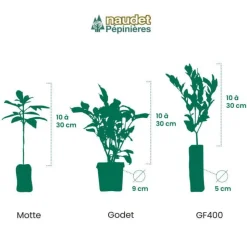 PÉPINIÈRES NAUDET - Escallonia rouge à fleurs roses (escallonia rubra var. Macrantha)