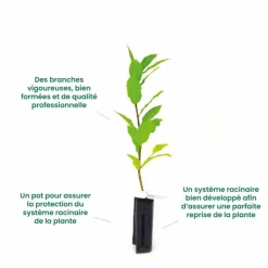 PÉPINIÈRES NAUDET - Fausse corète (rhodotypos scandens)