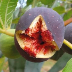 PÉPINIÈRES NAUDET - Figuier 'candy black' (ficus carica 'candy black')