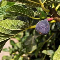 PÉPINIÈRES NAUDET - Figuier carica 'rouge de bordeaux' (ficus carica 'rouge de bordeaux')