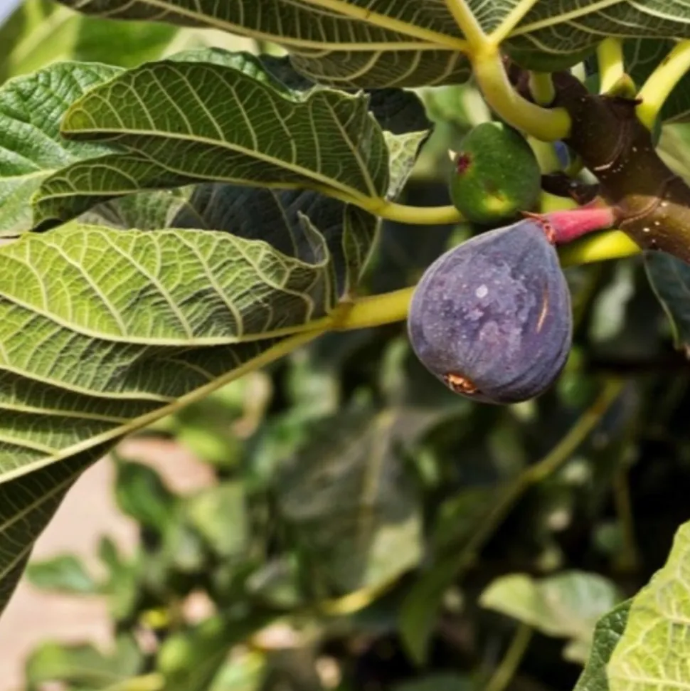 PÉPINIÈRES NAUDET - Figuier carica 'rouge de bordeaux' (ficus carica 'rouge de bordeaux')