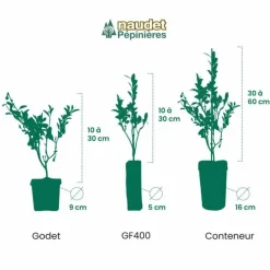 PÉPINIÈRES NAUDET - Figuier 'noir de caromb' (ficus carica 'noir de caromb')