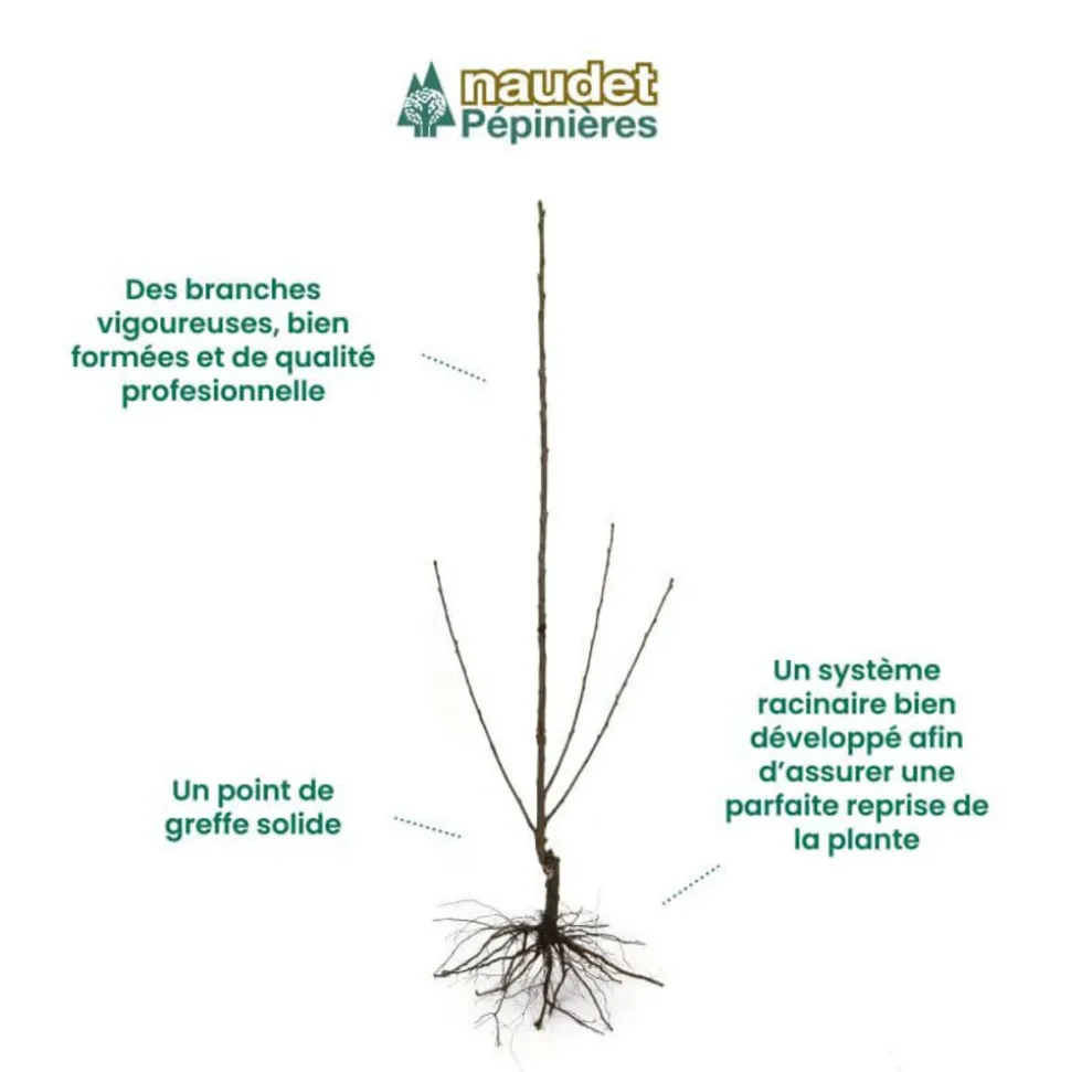 PÉPINIÈRES NAUDET - Figuier 'noir de caromb' (ficus carica 'noir de caromb')